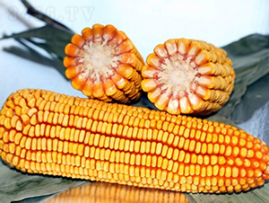 良玉318-玉米種子-登海良玉種業(yè)