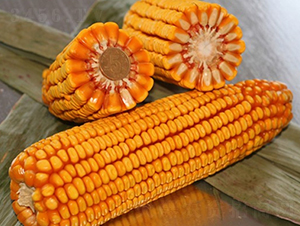 良玉518-玉米種子-登海良玉種業(yè)