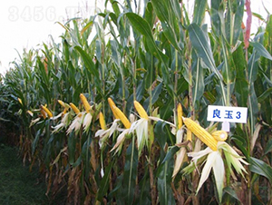 良玉3-玉米種子-登海良玉種業(yè)