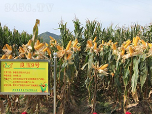 良玉9-玉米種子-登海良玉種業(yè)