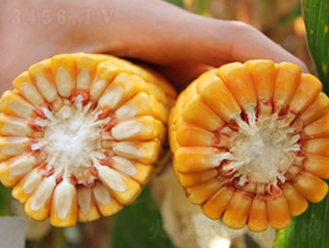 良玉88-玉米種子-登海良玉種業(yè)