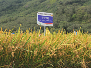 а2̖(ho)-ˮN-𽡷NI(y)