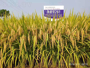 Aマ(yu)261-ˮN-𽡷NI(y)